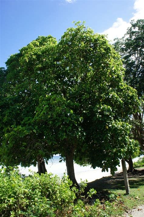 queensland banilad|Tree of the month .